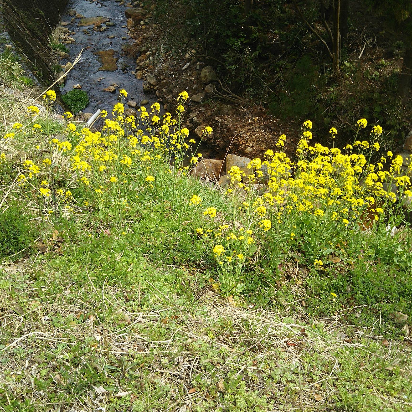 春、渓流沿いに咲く菜の花